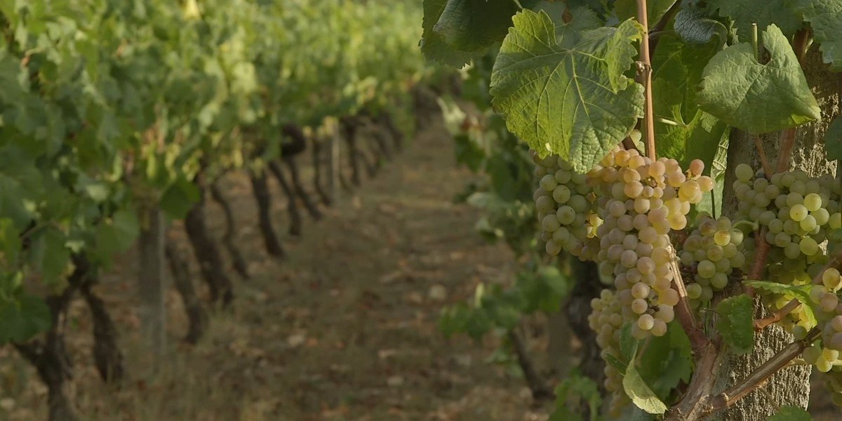 Guided Full-Day Tuor to the Toledo and Winery with Wine Tasting, photo 2