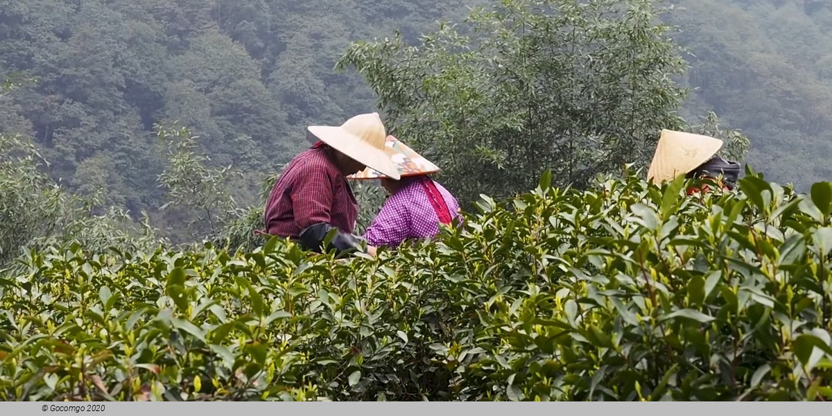 Hangzhou with Lingyin Temple Private Tour from Shanghai by Bullet Train